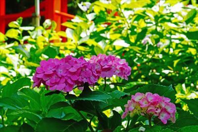 1067_洛南 藤森神社_京都府