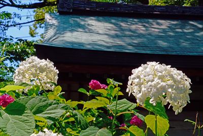 1071_洛南 藤森神社_京都府