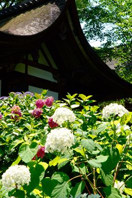 1072_洛南 藤森神社_京都府