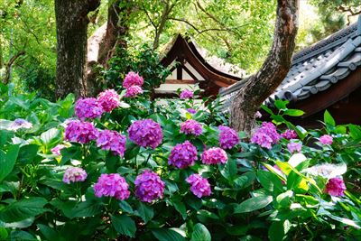 1073_洛南 藤森神社_京都府