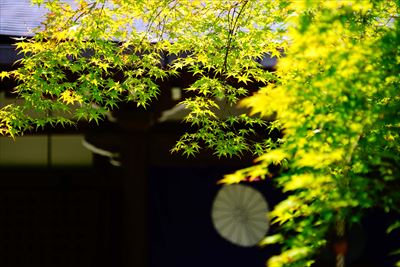 1031_洛南 勧修寺_京都府