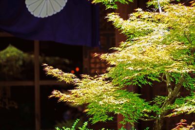 1032_洛南 勧修寺_京都府