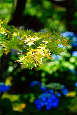 1064_洛南 勧修寺_京都府