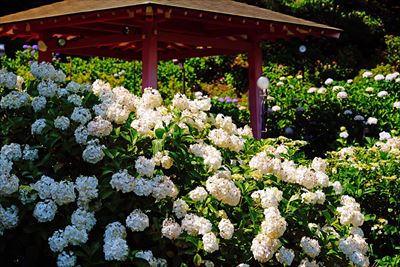 1078_洛南 三室戸寺_京都府