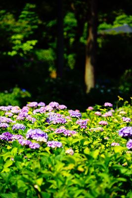 1079_洛南 三室戸寺_京都府