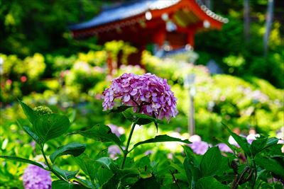 1080_洛南 三室戸寺_京都府