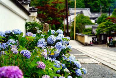 1047_洛東 瑞泉院_京都府