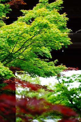 1007_洛東 金戒光明寺_京都府