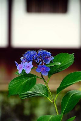 1040_洛東 祇園白川_京都府