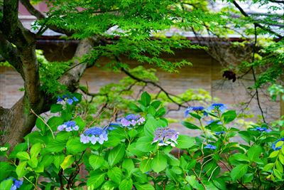 1041_洛東 祇園白川_京都府