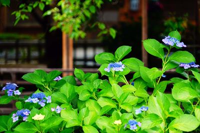 1043_洛東 祇園白川_京都府