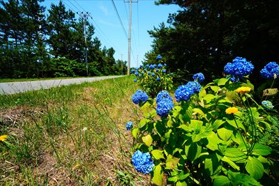 1024_牛潟町のアジサイロード_青森県