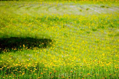 1027_芦野公園オートキャンプ場_青森県