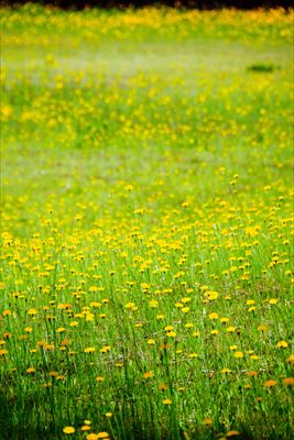 1028_芦野公園オートキャンプ場_青森県