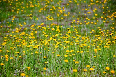 1029_芦野公園オートキャンプ場_青森県