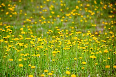 1030_芦野公園オートキャンプ場_青森県