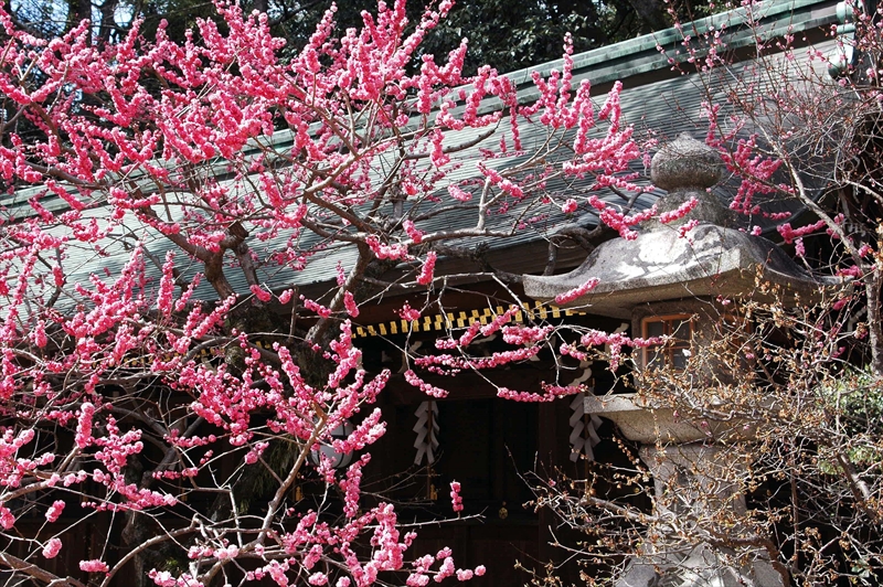 1055 洛中 北野天満宮_京都府