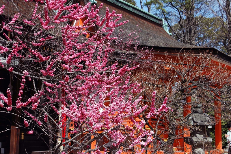 1056 洛中 北野天満宮_京都府