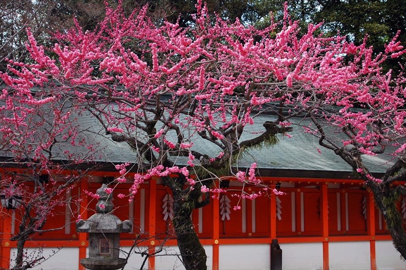 1059 洛中 北野天満宮_京都府