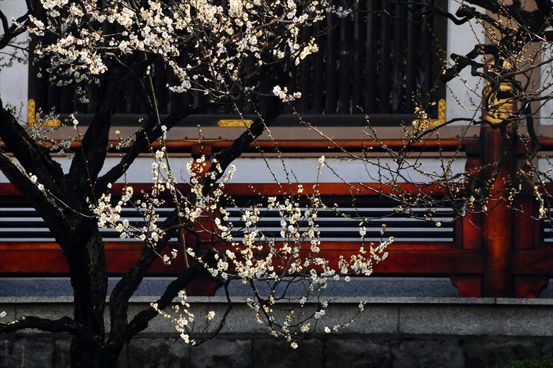 1019 長泉寺_文京区_東京都