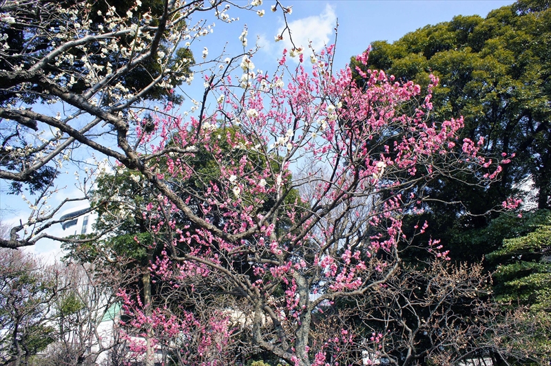 1005 小石川後楽園_東京都