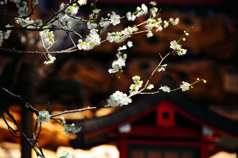 1176 鎌倉荏柄天神社_神奈川県