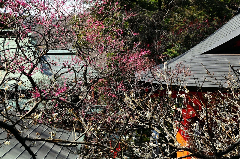 1180 鎌倉荏柄天神社_神奈川県