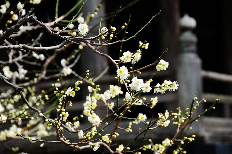 1167 鎌倉円覚寺_神奈川県