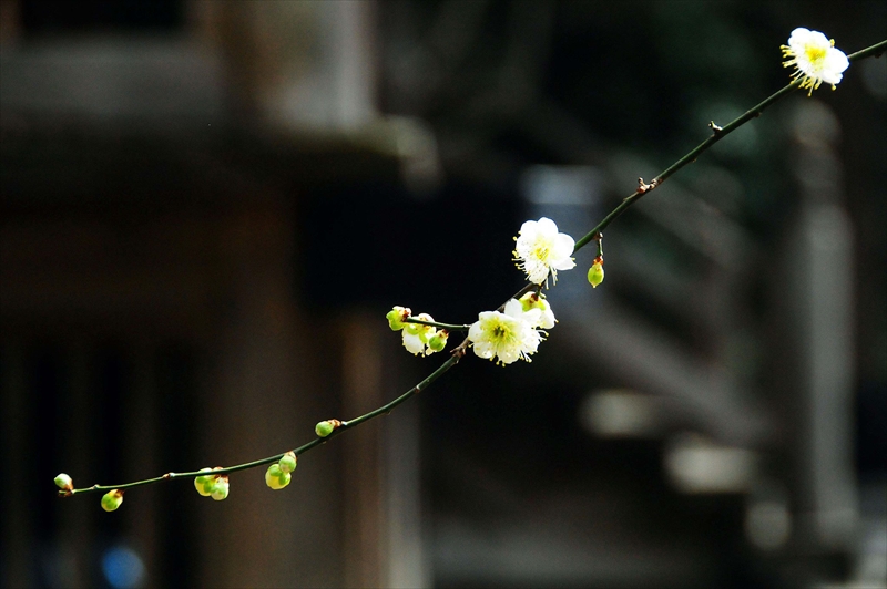 1168 鎌倉円覚寺_神奈川県