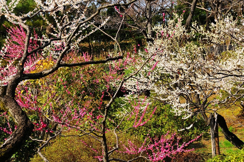 1015 大倉山公園_神奈川県