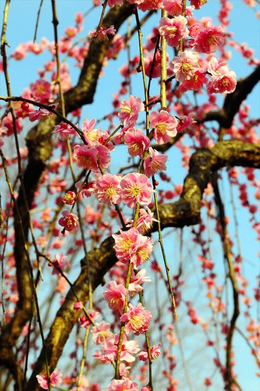 1021 大倉山公園_神奈川県