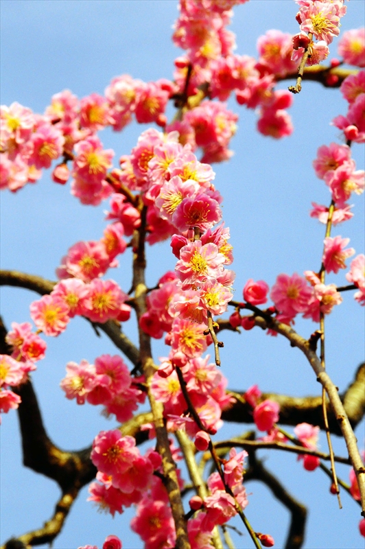 1022 大倉山公園_神奈川県