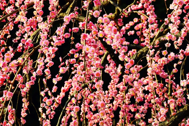 1025 大倉山公園_神奈川県