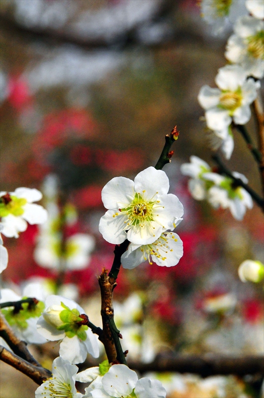 1033 大倉山公園_神奈川県