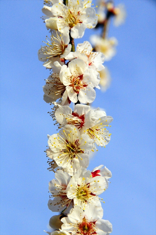 1034 大倉山公園_神奈川県