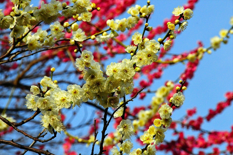 1035 大倉山公園_神奈川県