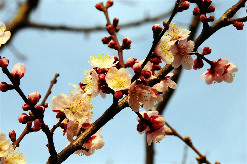 1041 大倉山公園_神奈川県