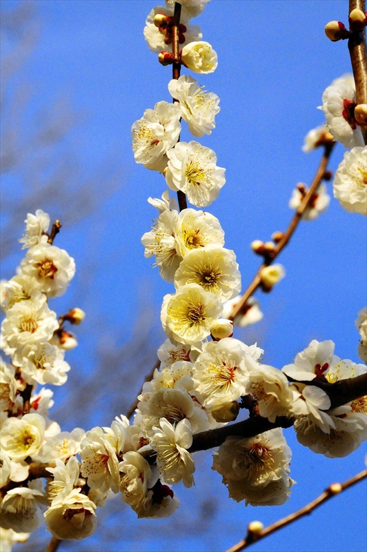 1045 大倉山公園_神奈川県