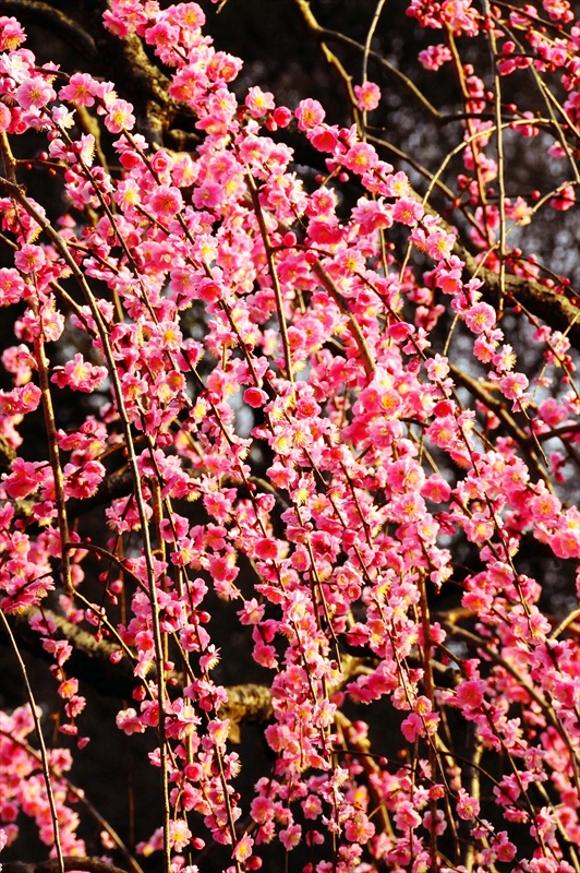 1048 大倉山公園_神奈川県