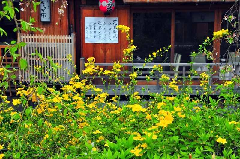 1085 洛東 祇園白川_京都府