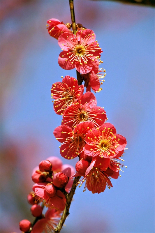 1051 大倉山公園_神奈川県