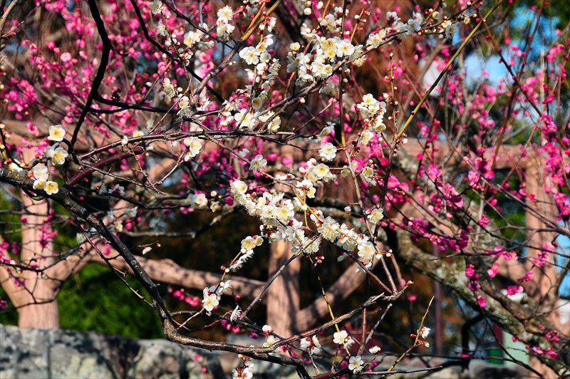 1188 小田原城公園_神奈川県