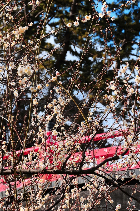 1189 小田原城公園_神奈川県