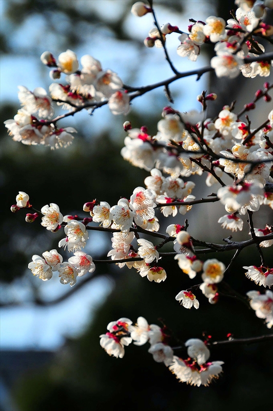 1195 小田原城公園_神奈川県