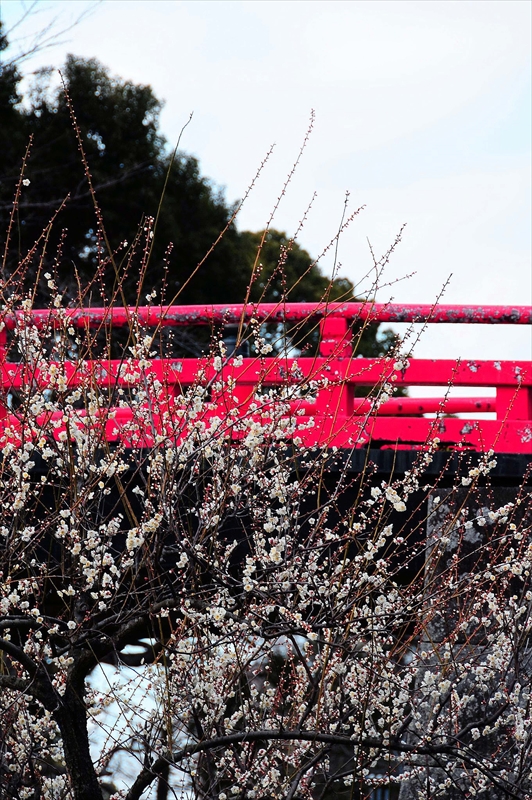 1198 小田原城公園_神奈川県