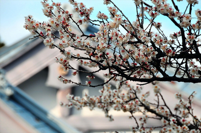 1200 小田原城公園_神奈川県