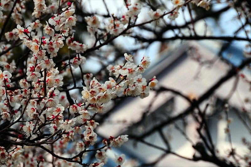 1201 小田原城公園_神奈川県