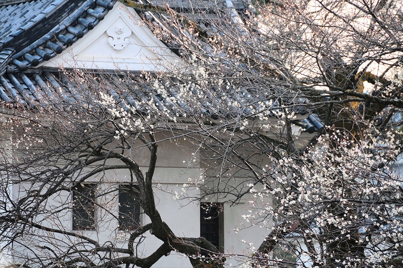 1206 小田原城公園_神奈川県