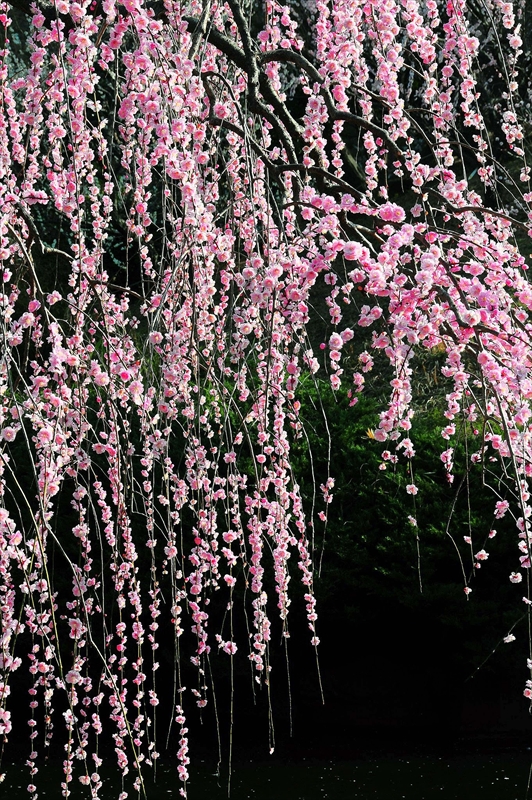 1066 大倉山公園_神奈川県