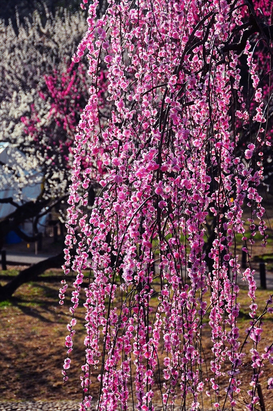 1068 大倉山公園_神奈川県